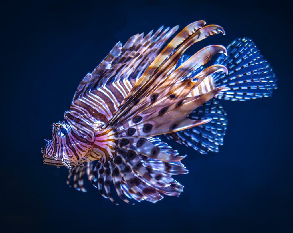 Clown Fish - George Peterson